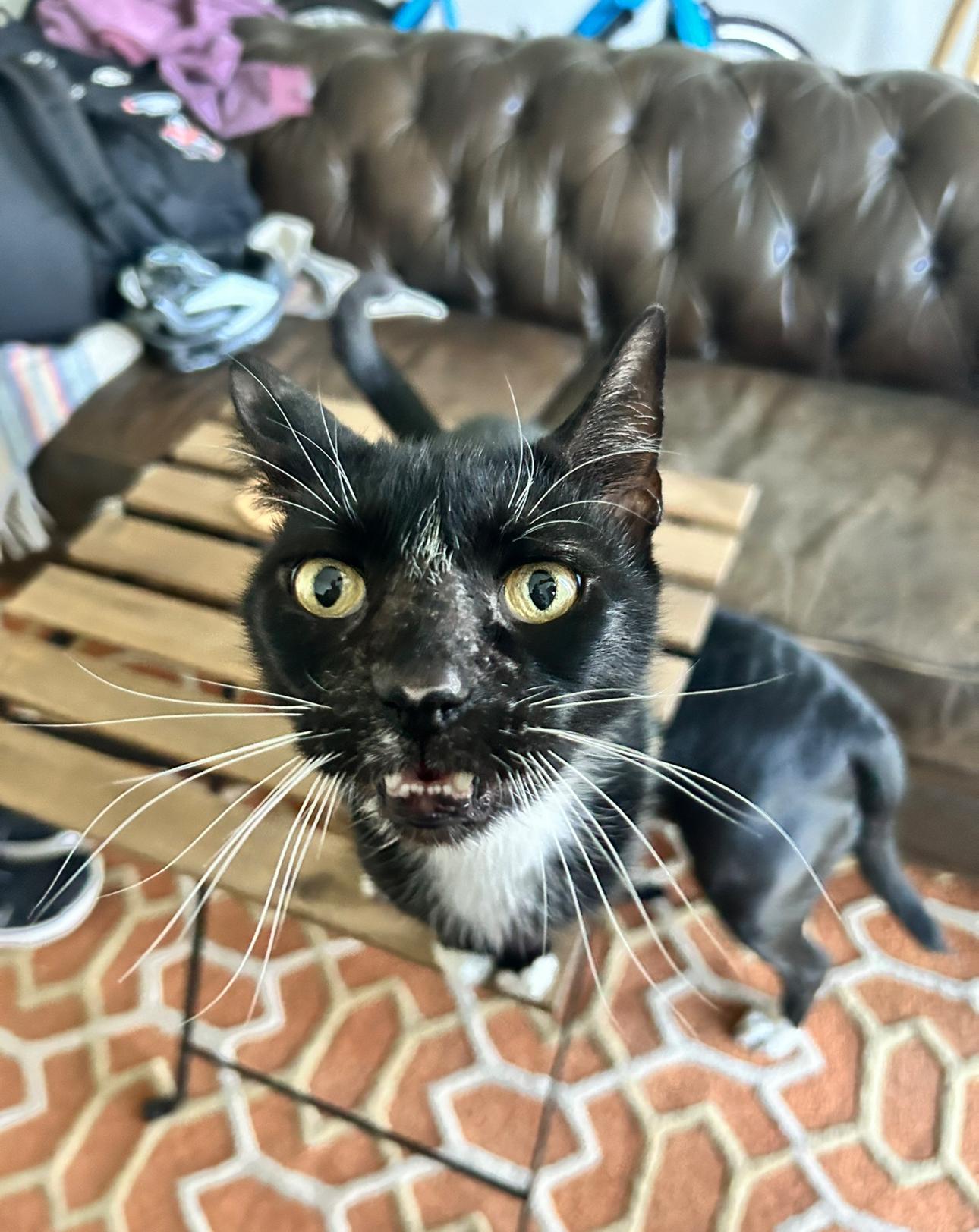 Dipper, a Adoptable Domestic Short Hair in Lauderhill, FL image 2/6