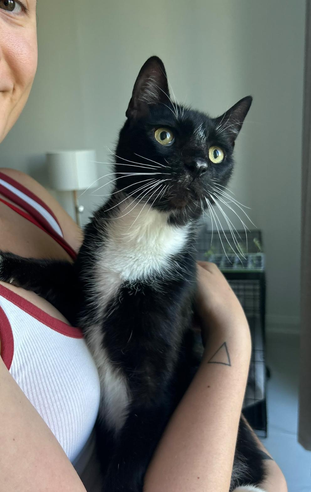 Dipper, a Adoptable Domestic Short Hair in Lauderhill, FL image 4/6