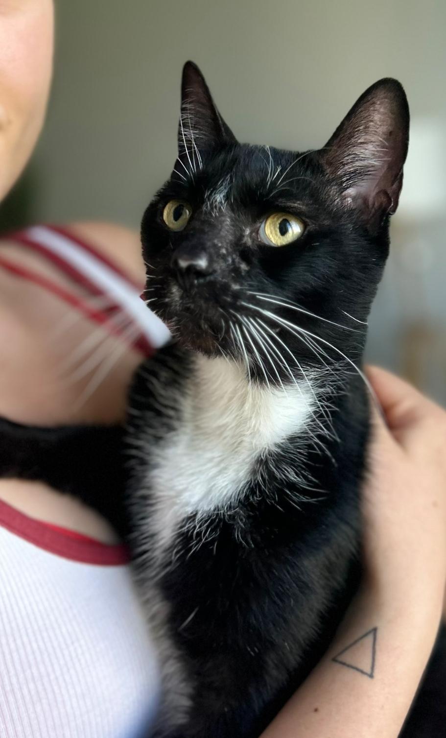 Dipper, a Adoptable Domestic Short Hair in Lauderhill, FL image 5/6