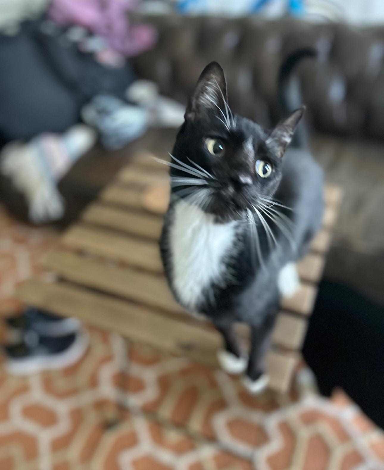 Dipper, a Adoptable Domestic Short Hair in Lauderhill, FL image 6/6