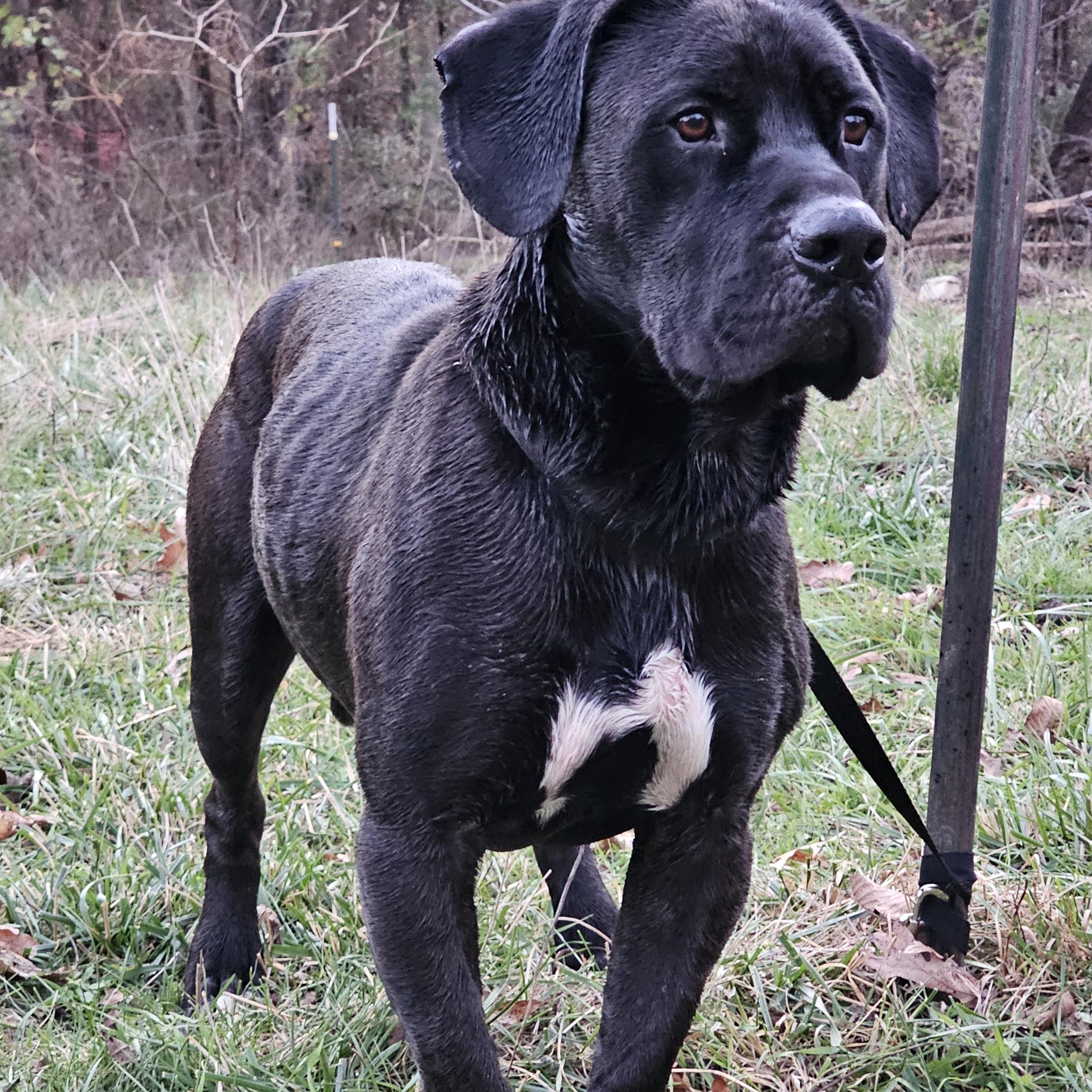 Tank, Adoptable, Adult Male Bullmastiff & Black Labrador Retriever.