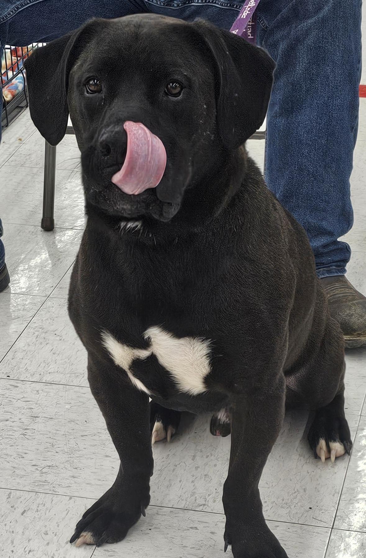 Enlarge Tank, a Adoptable mixed breed in Columbia, MO image 5/6