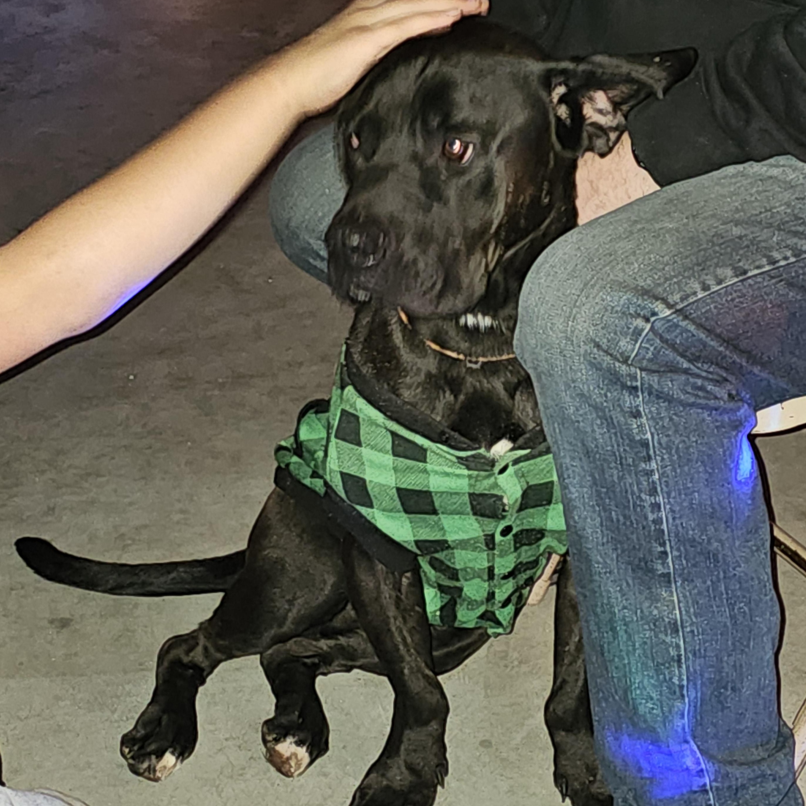 Tank, Adoptable, Young Male Bullmastiff & Black Labrador Retriever.