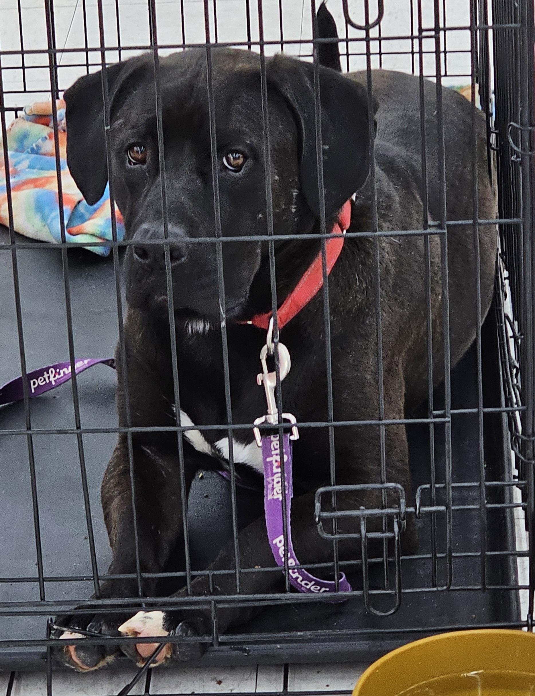 Enlarge Tank, a Adoptable mixed breed in Columbia, MO image 6/6