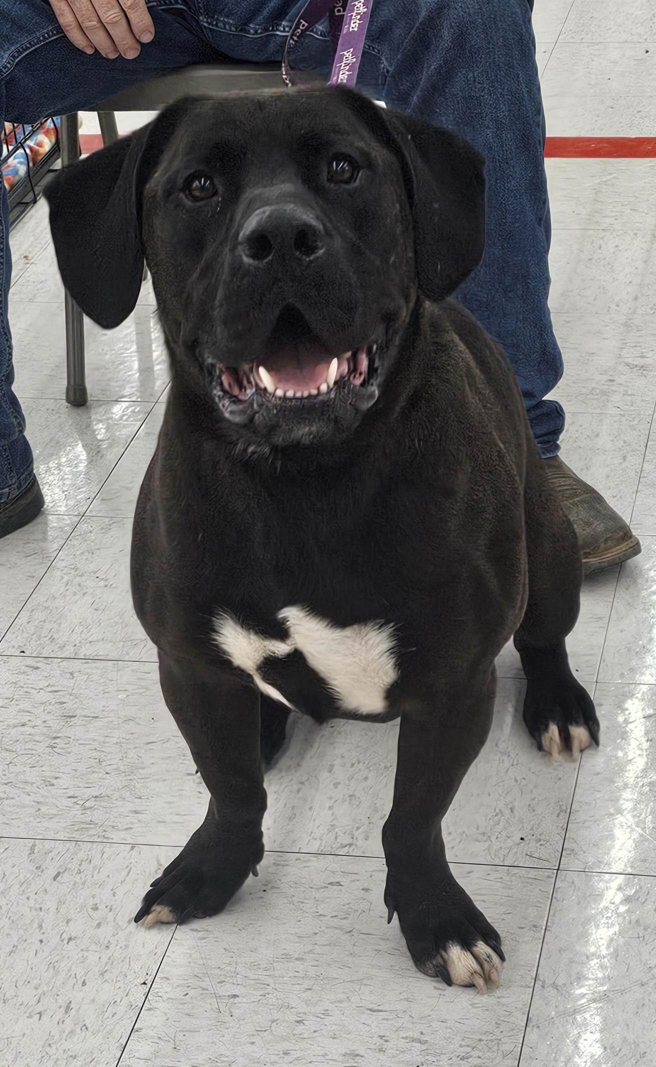 Enlarge Tank, a Adoptable mixed breed in Columbia, MO image 4/6