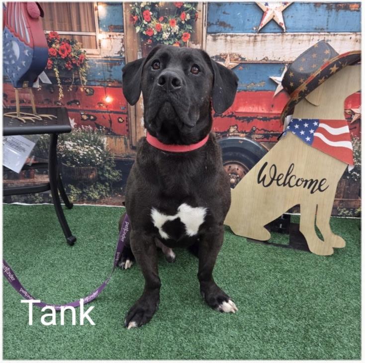 Tank, Adoptable, Young Male Bulldog & Black Labrador Retriever.