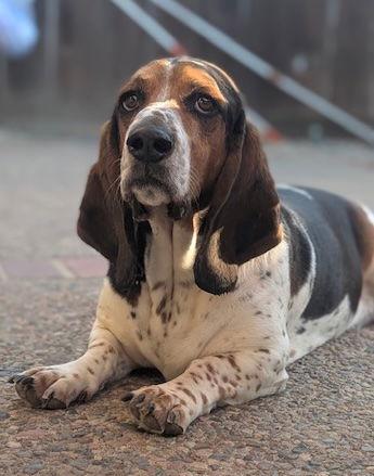 Mack, Adopted, Adult Male Basset Hound.