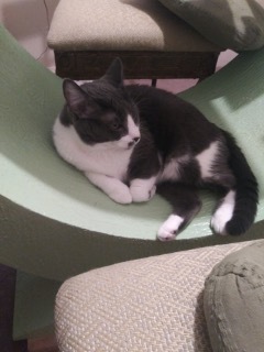Enlarge Cashew, a Adoptable Domestic Short Hair in The Woodlands, TX image 2/6