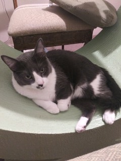 Enlarge Cashew, a Adoptable Domestic Short Hair in The Woodlands, TX image 3/6