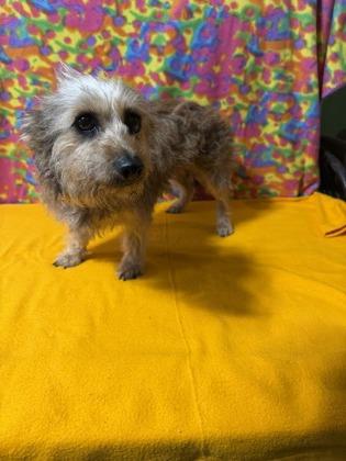 Paige, Adoptable, Adult Female Schnauzer & Mixed Breed.