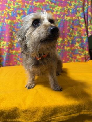 Enlarge Paige, a Adoptable mixed breed in Burlington, WI image 2/2