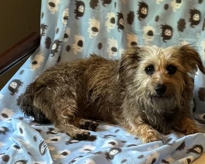 Paige, Adoptable, Adult Female Schnauzer & Mixed Breed.
