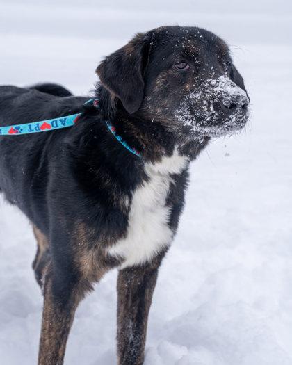 Dexter, Adoptable, Young Male Great Pyrenees & Labrador Retriever.