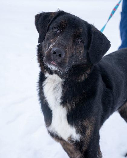 Enlarge Dexter, a Adoptable mixed breed in Pequot Lakes, MN image 2/3
