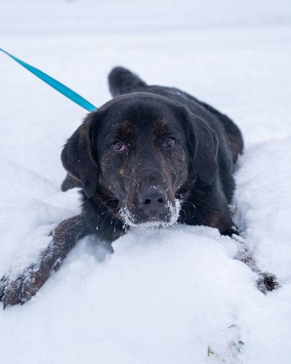 Enlarge Dexter, a Adoptable mixed breed in Pequot Lakes, MN image 3/3