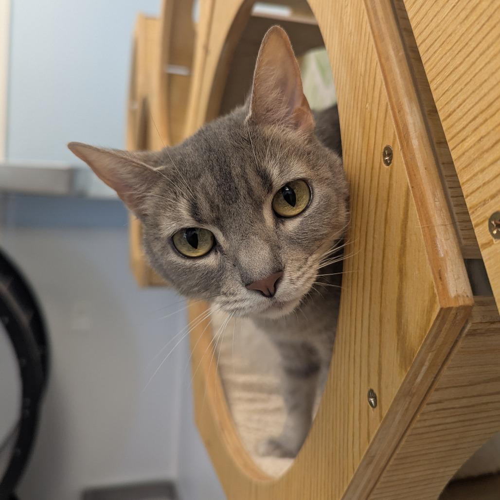 Madison, Adoptable, Adult Female Domestic Short Hair & Mixed Breed.