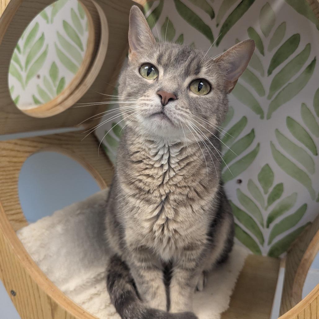 Enlarge Madison, a Adoptable mixed breed in Winchester, TN image 2/5