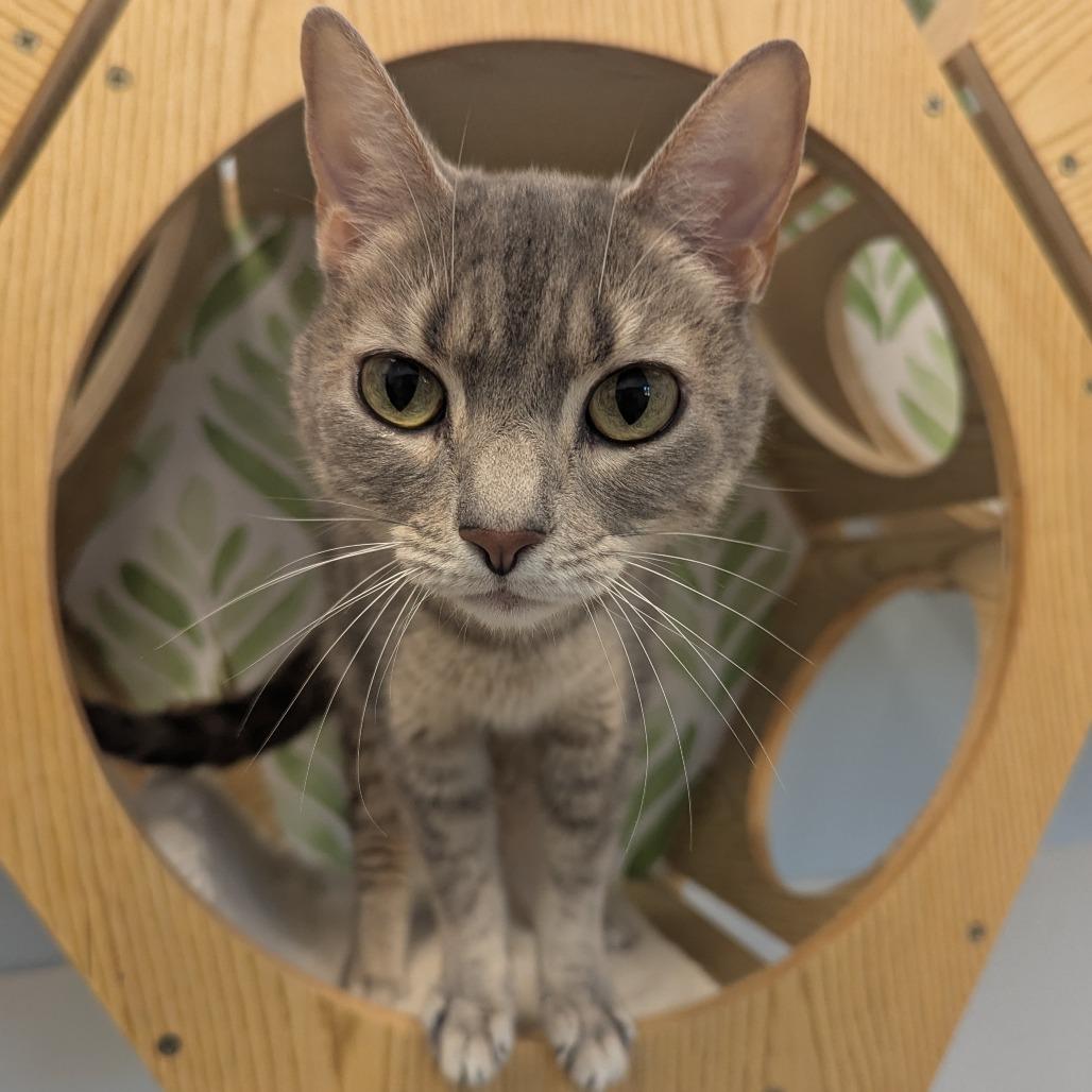 Enlarge Madison, a Adoptable mixed breed in Winchester, TN image 3/5