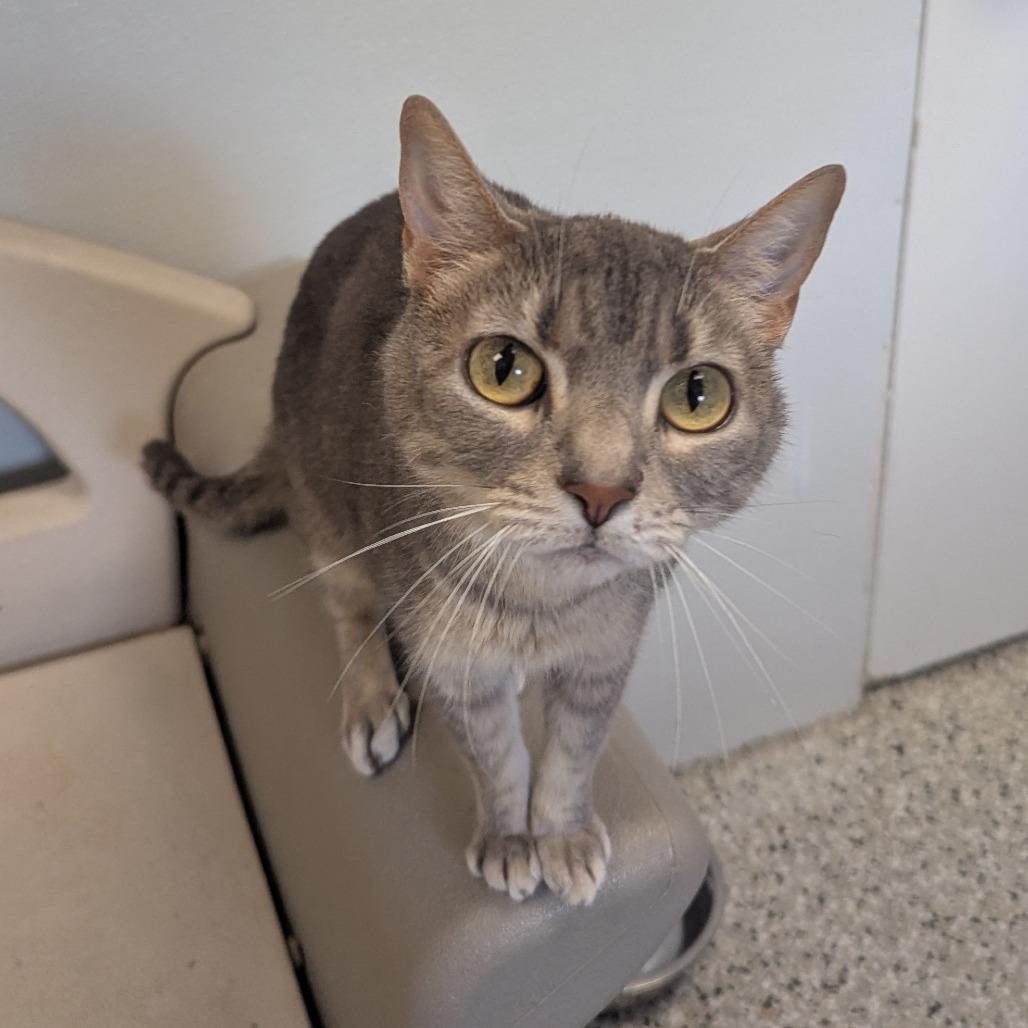 Enlarge Madison, a Adoptable mixed breed in Winchester, TN image 4/5