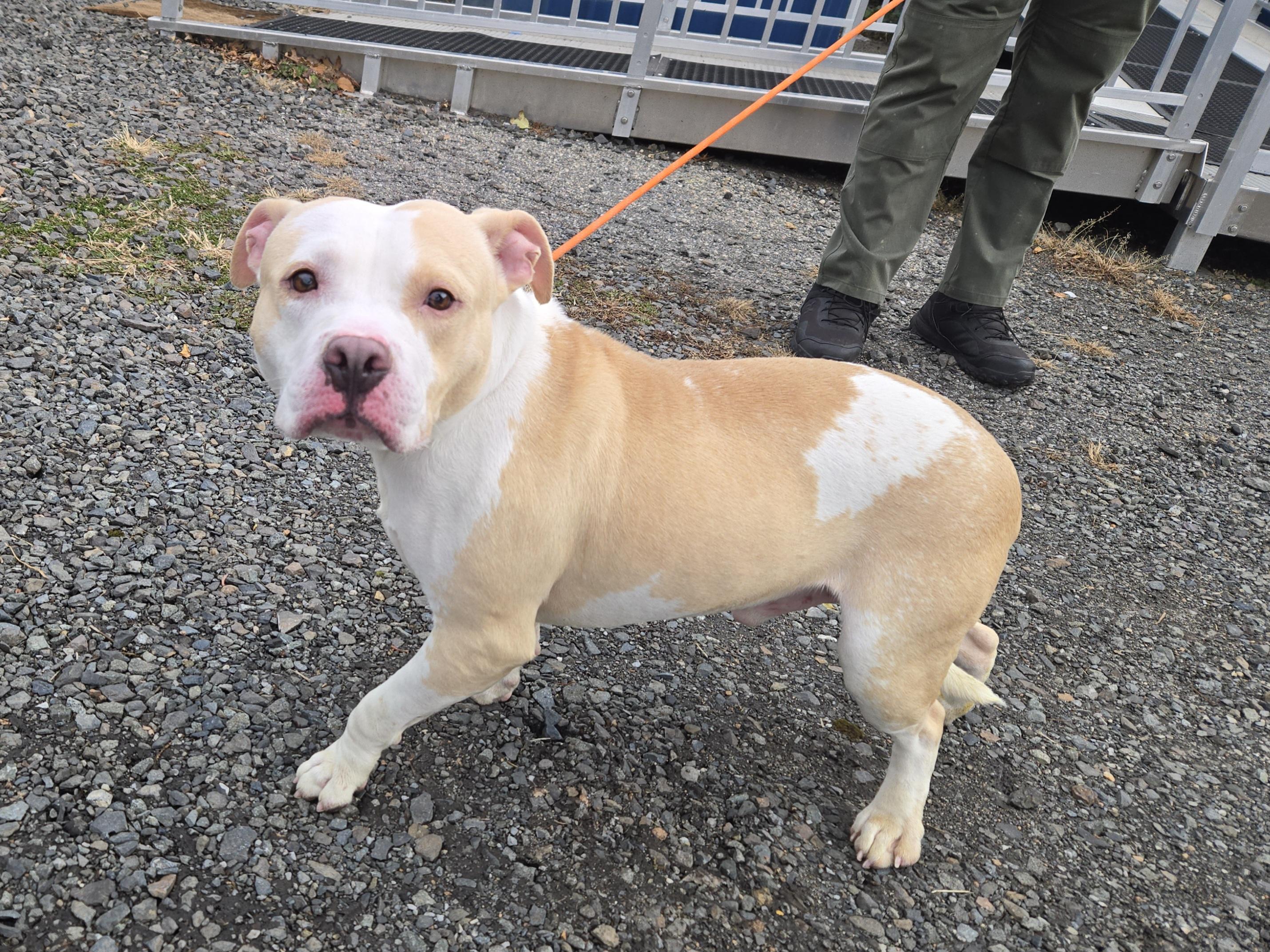 Albert, ADOPTABLE, Adult Male Pit Bull Terrier.