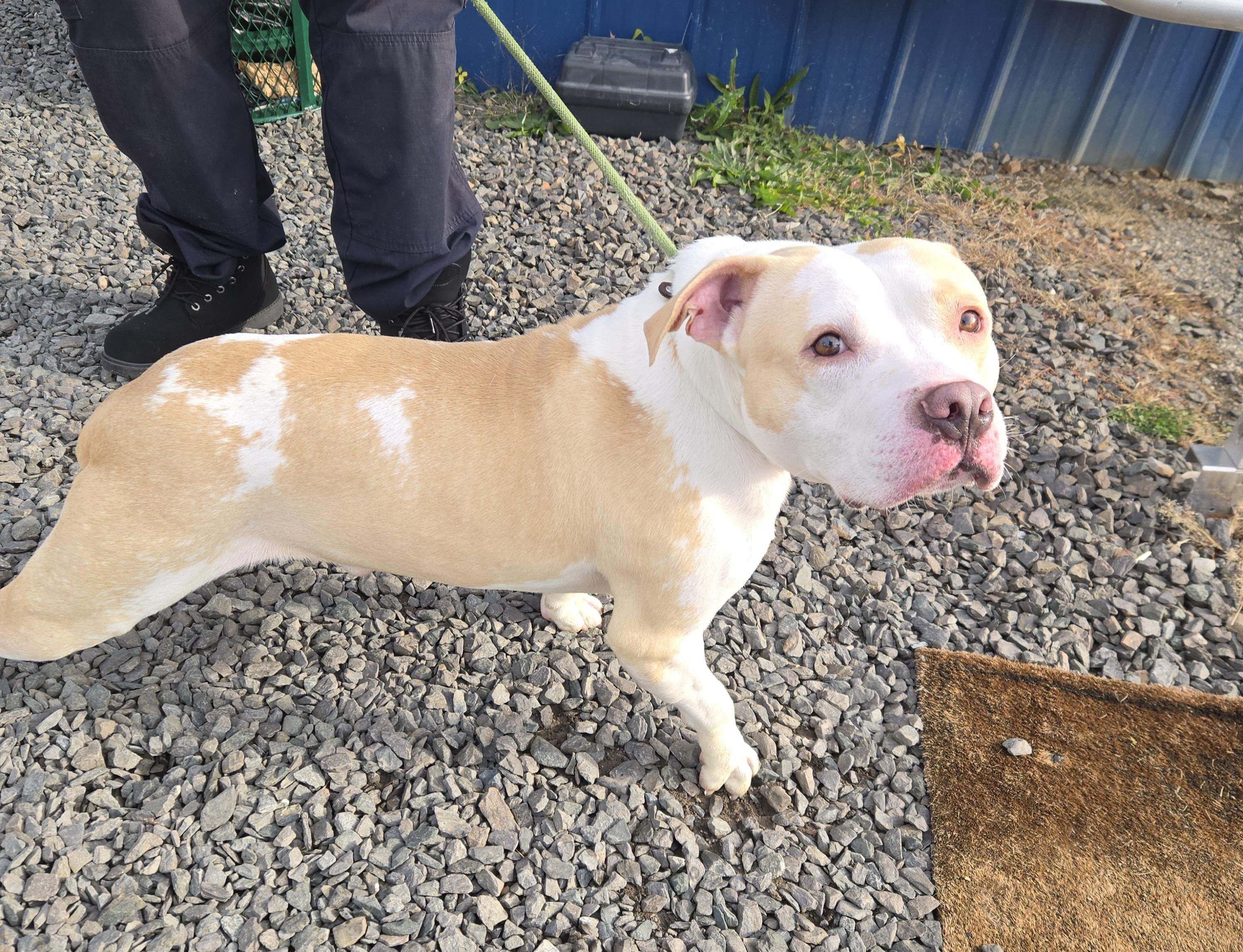 Enlarge Albert, a ADOPTABLE Pit Bull Terrier in Trenton, NJ image 3/3