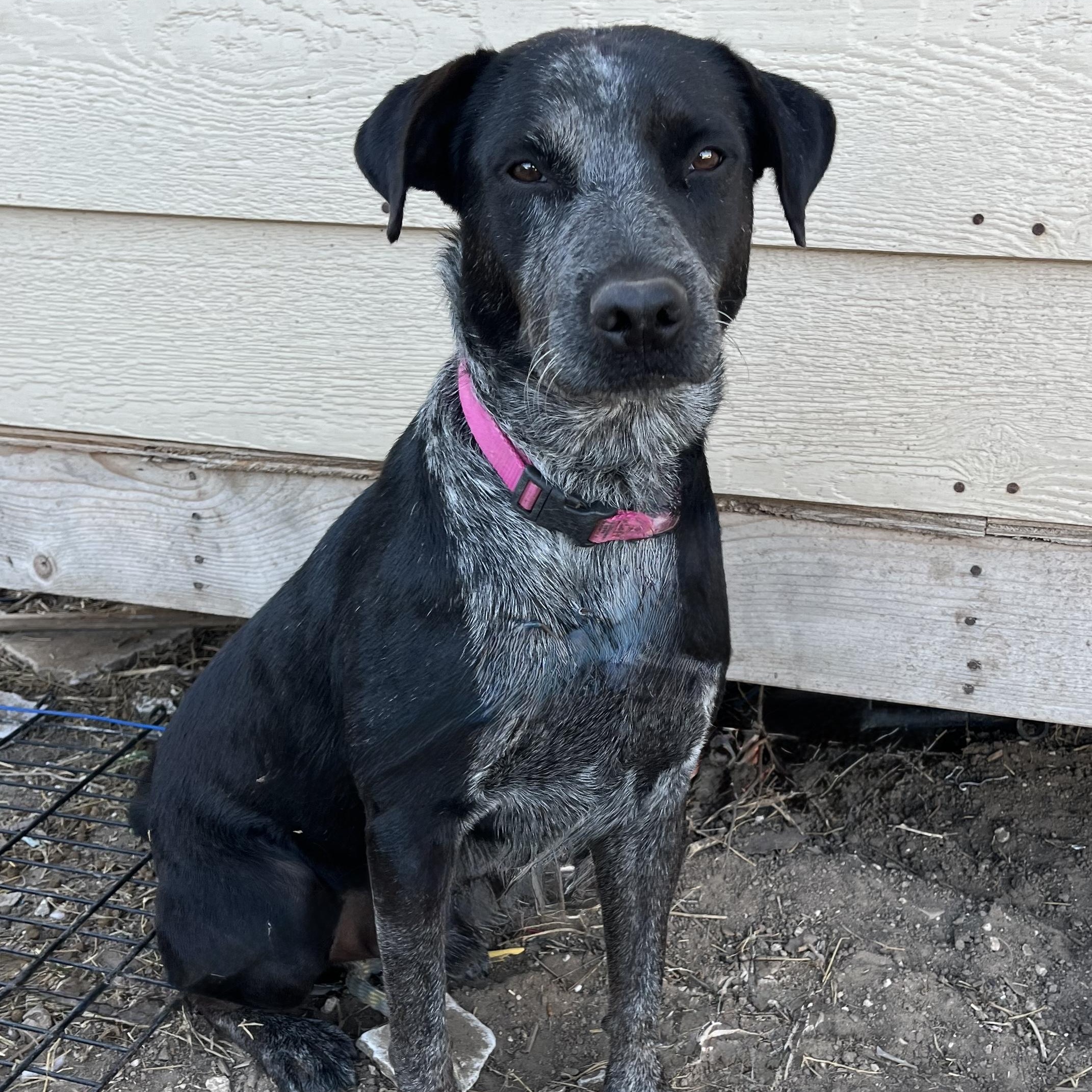 Ginkgo, Adoptable, Adult Male Australian Cattle Dog / Blue Heeler.
