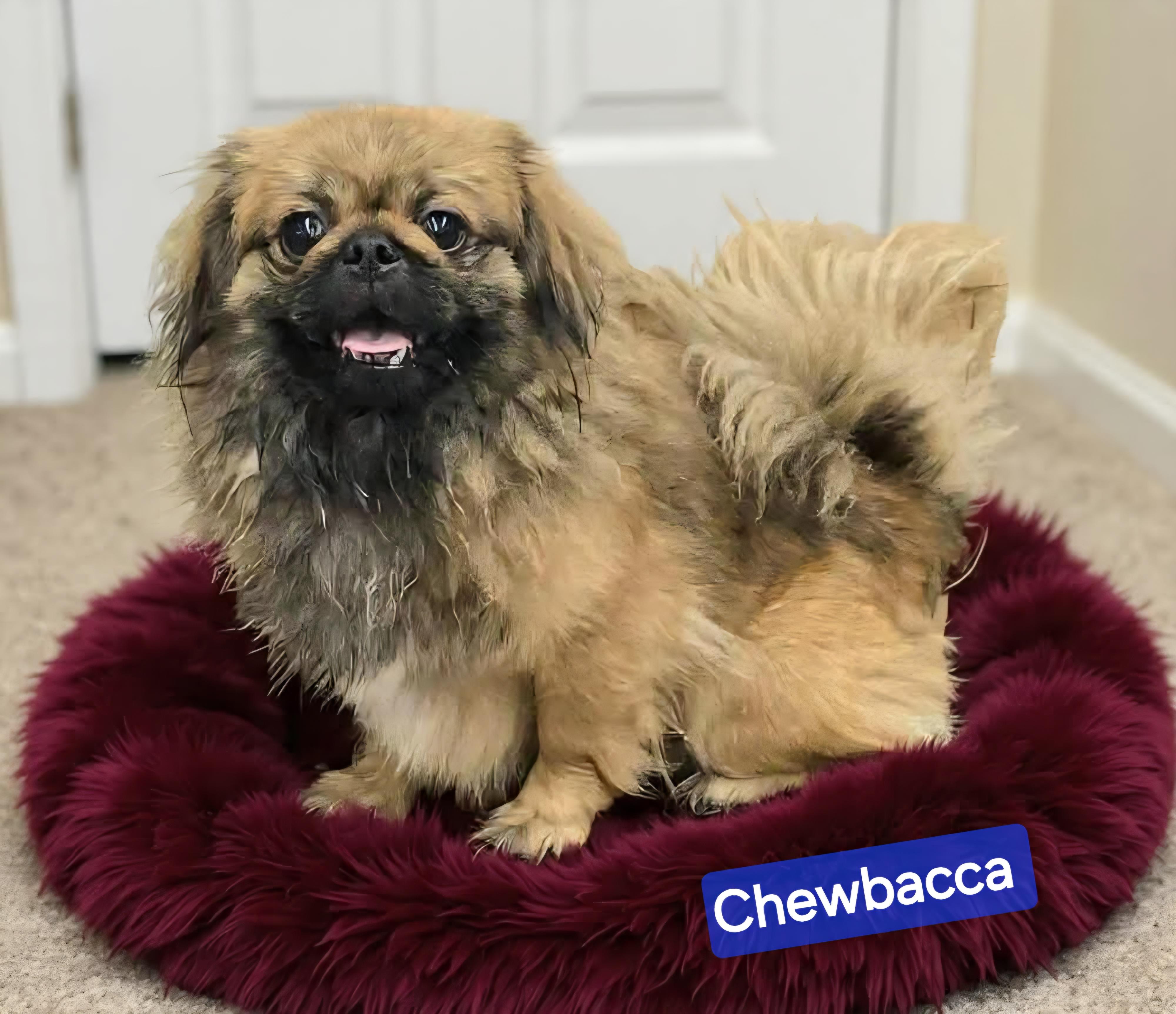 Chewbacca , adopted, Young Male Pekingese.