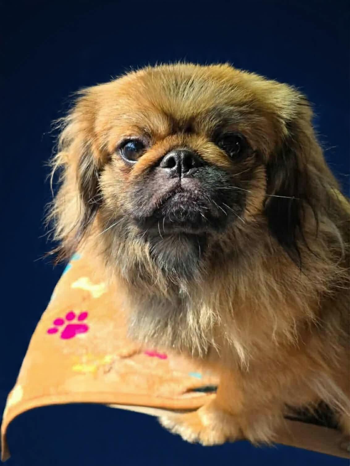 Enlarge Chewbacca , an adopted Pekingese in Wheelersburg, OH image 2/3