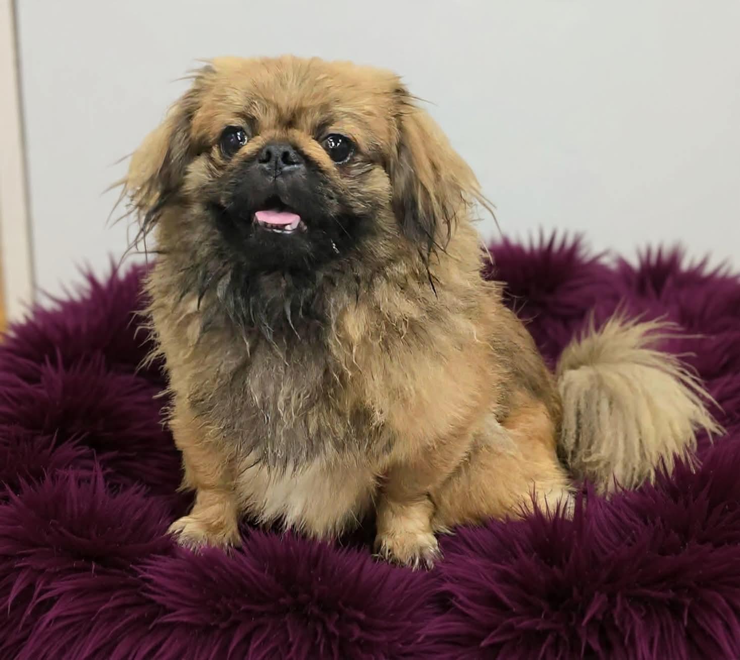 Enlarge Chewbacca , an adopted Pekingese in Wheelersburg, OH image 3/3