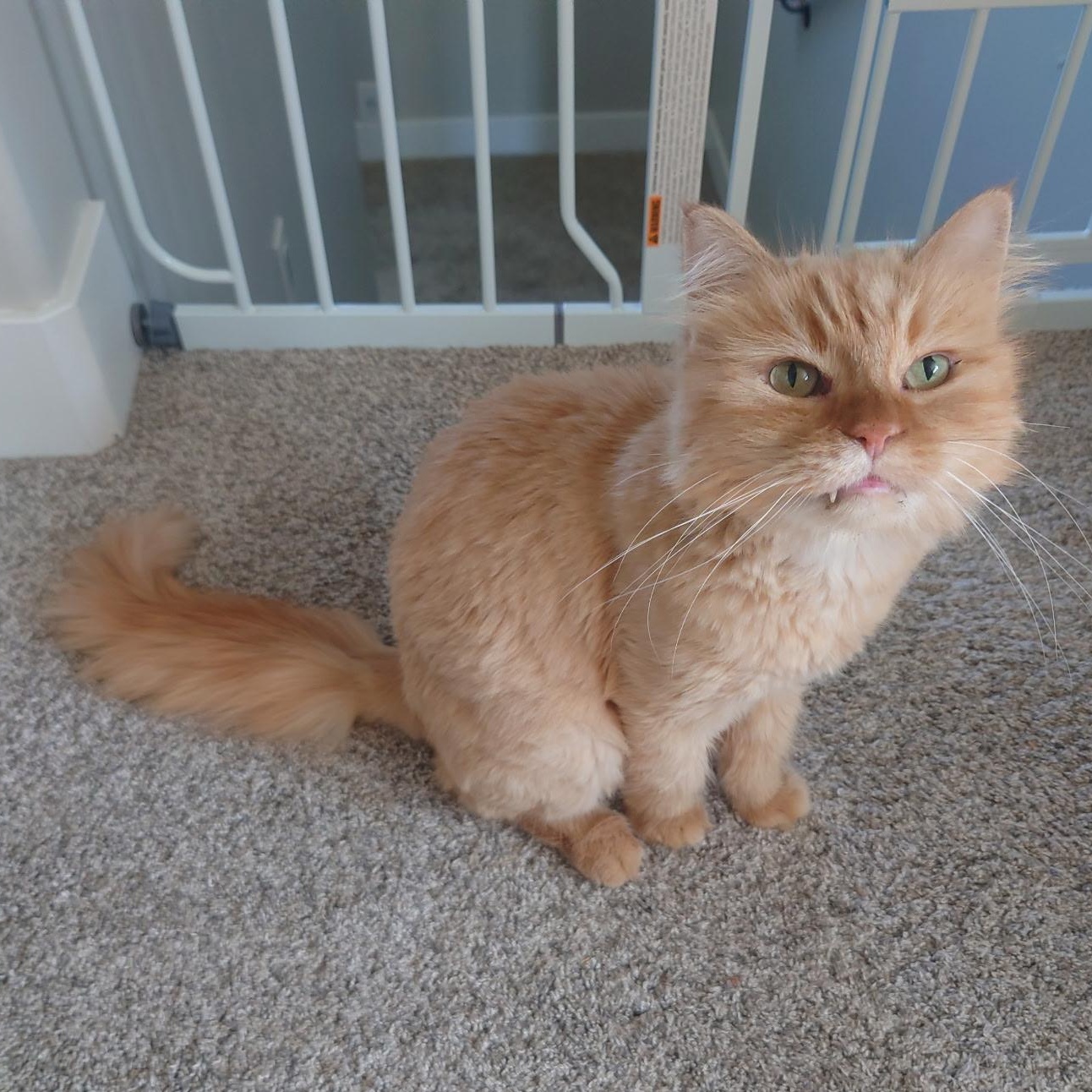 Enlarge Quinn, a Adoptable mixed breed in Pocatello, ID image 3/6