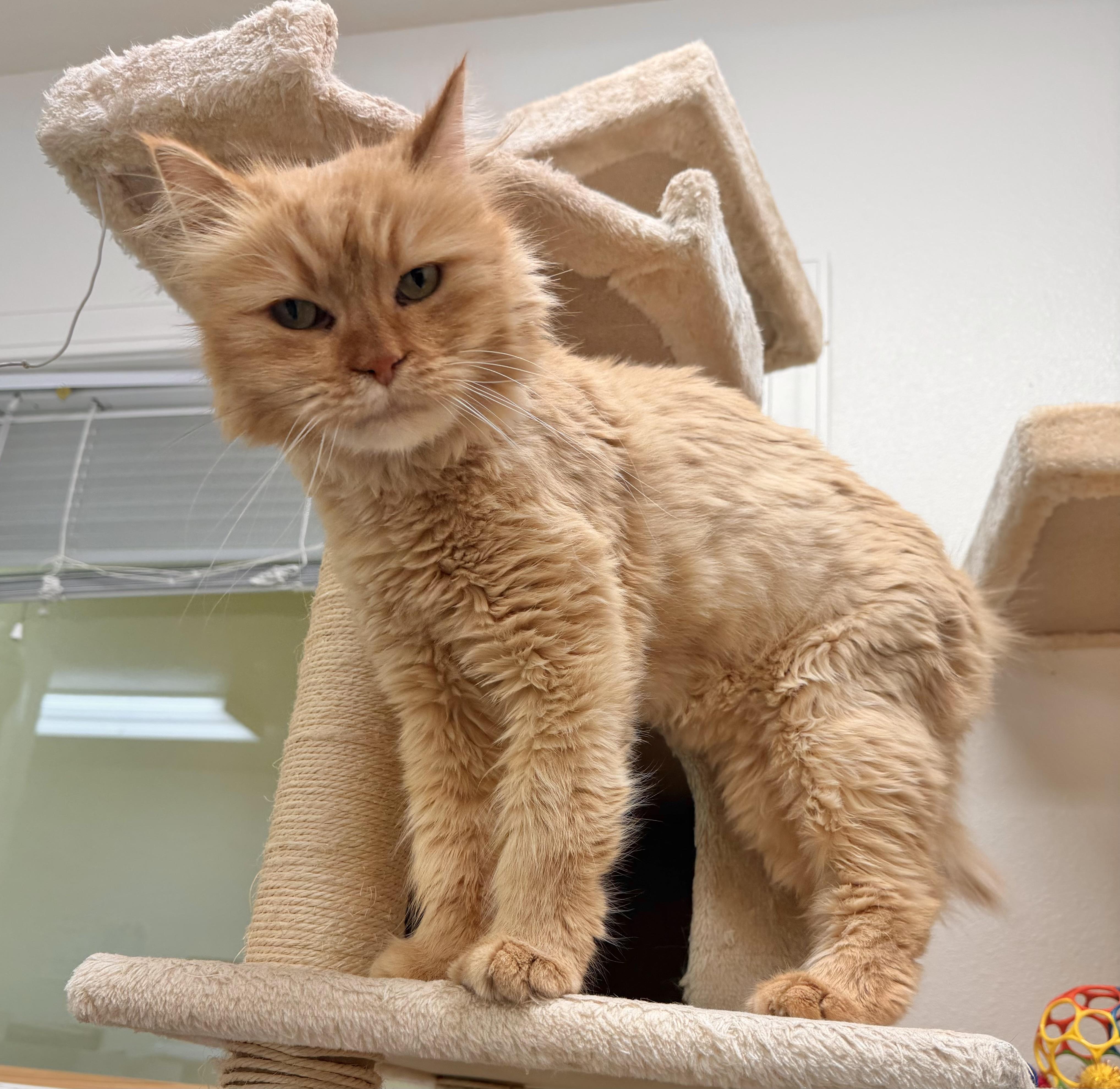 Enlarge Quinn, a Adoptable mixed breed in Pocatello, ID image 6/6
