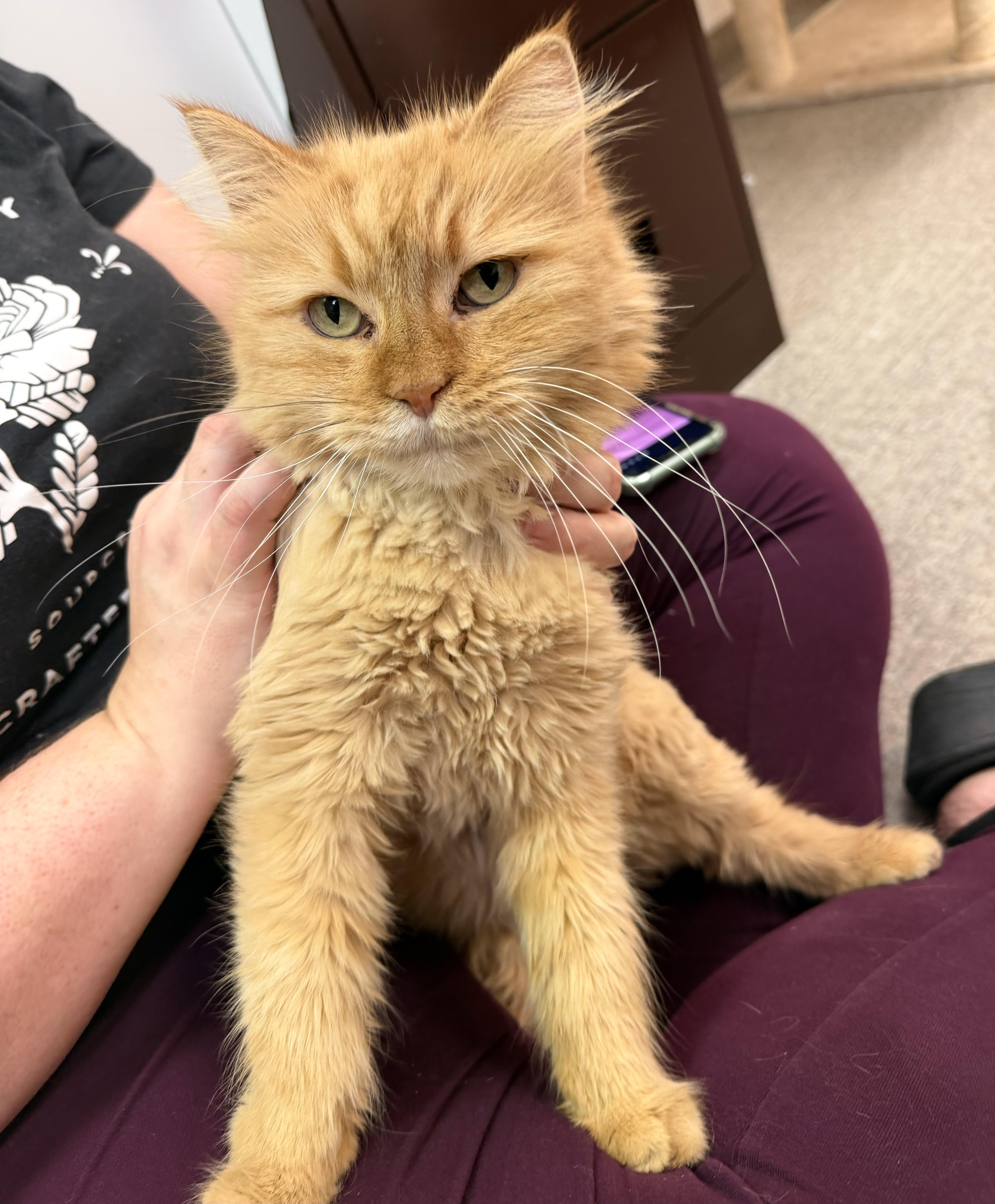 Enlarge Quinn, a Adoptable mixed breed in Pocatello, ID image 5/6
