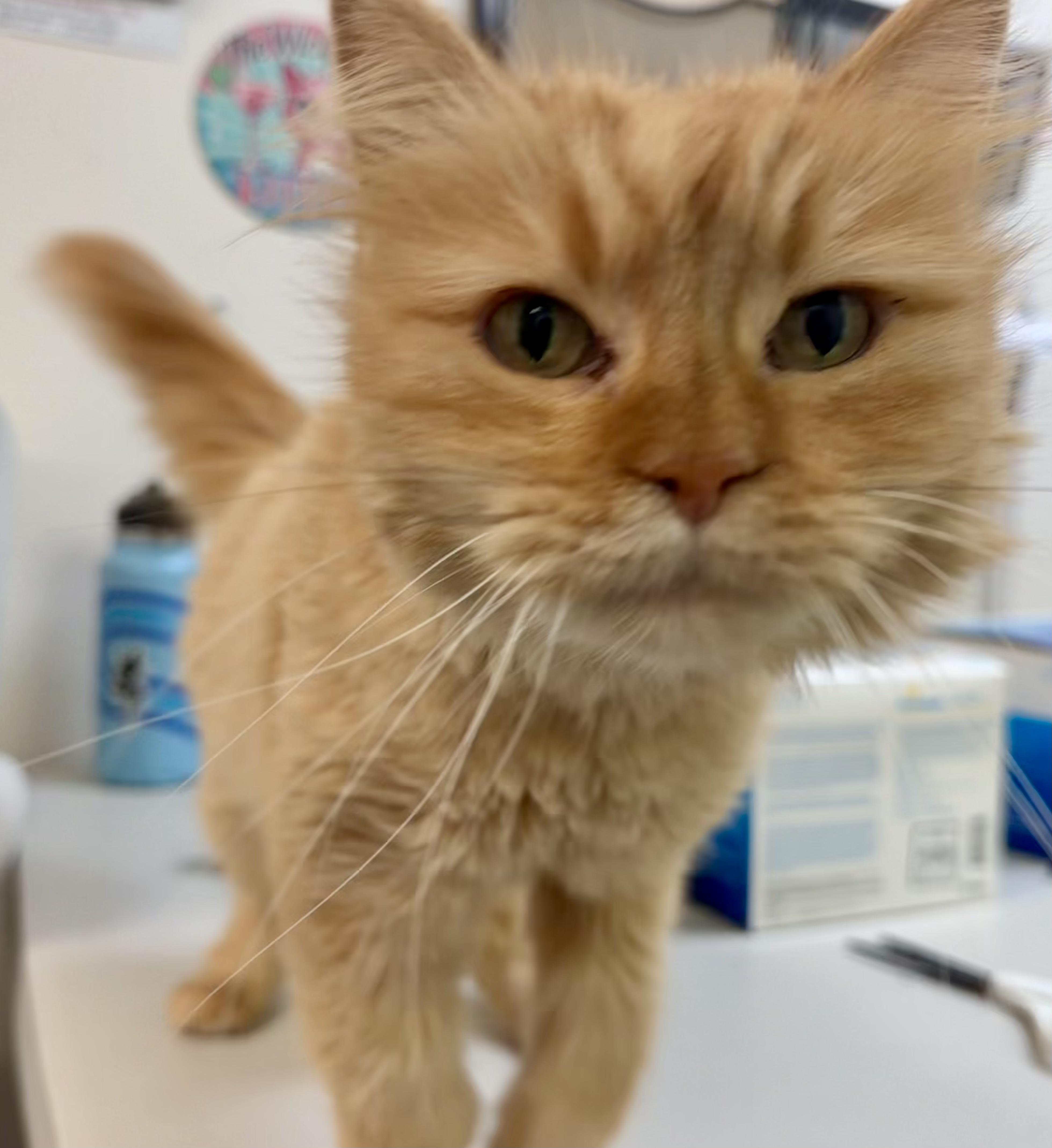 Quinn, Adoptable, Adult Male Domestic Long Hair & Persian.