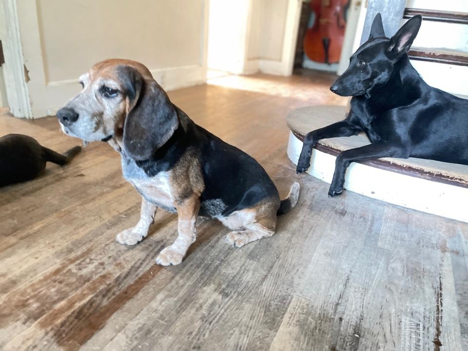 Enlarge Cozy2, a Adoptable Beagle in Lakeland, TN image 1/6