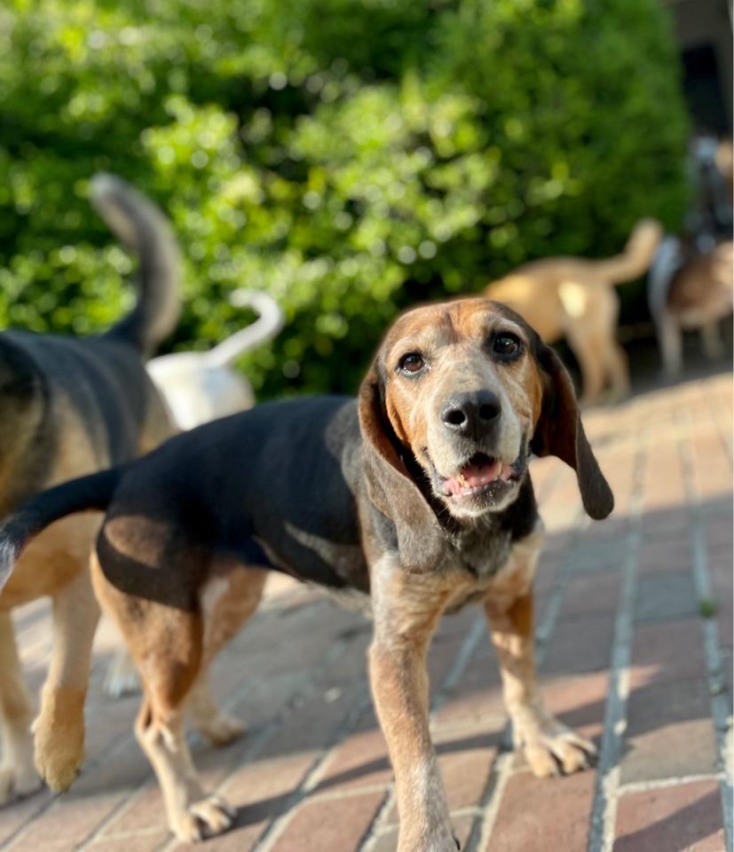 Enlarge Cozy2, a Adoptable Beagle in Lakeland, TN image 6/6