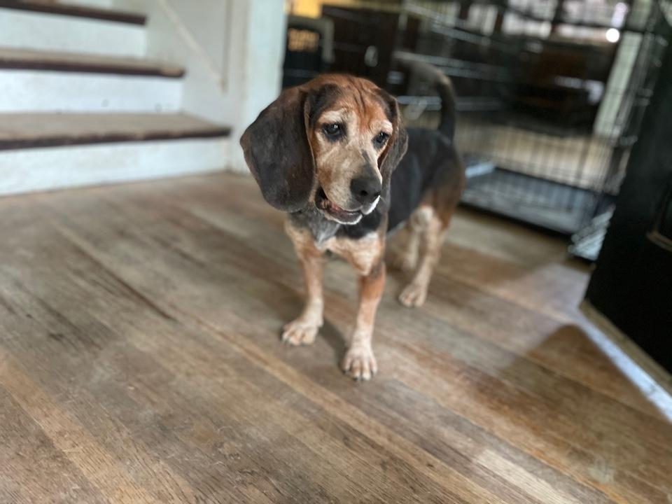 Enlarge Cozy2, a Adoptable Beagle in Lakeland, TN image 5/6