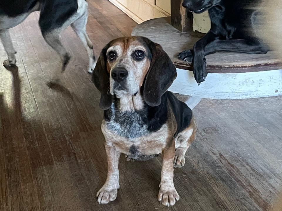 Enlarge Cozy2, a Adoptable Beagle in Lakeland, TN image 2/6