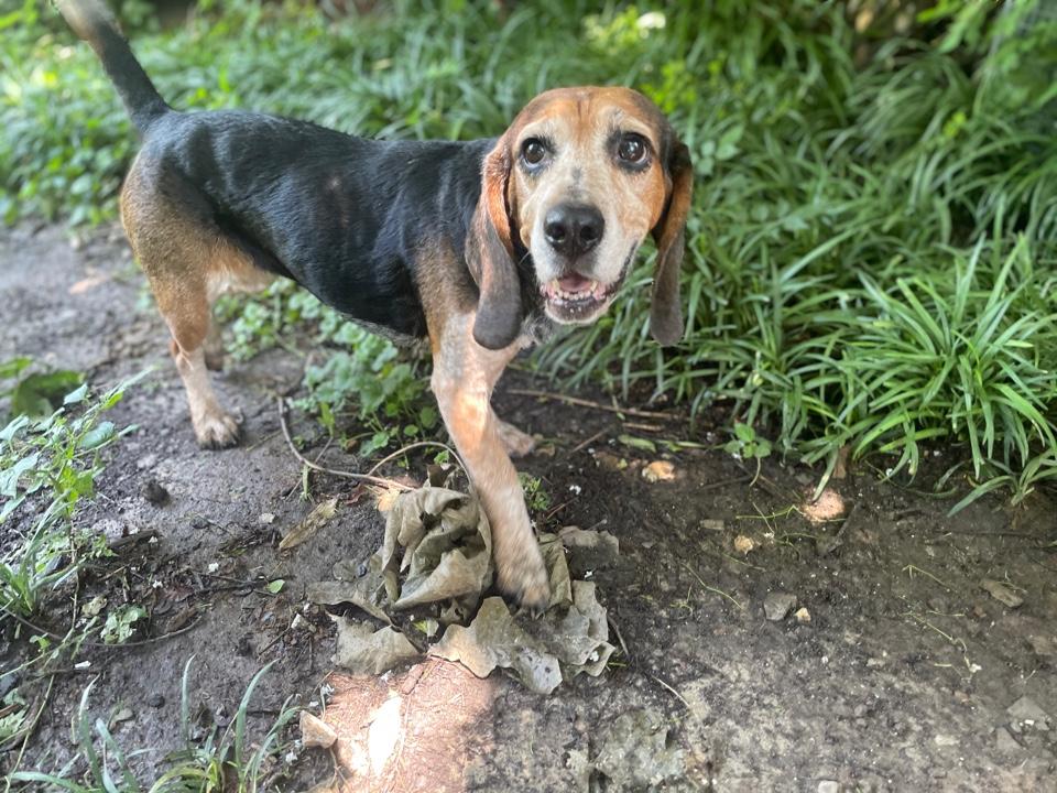 Enlarge Cozy2, a Adoptable Beagle in Lakeland, TN image 4/6