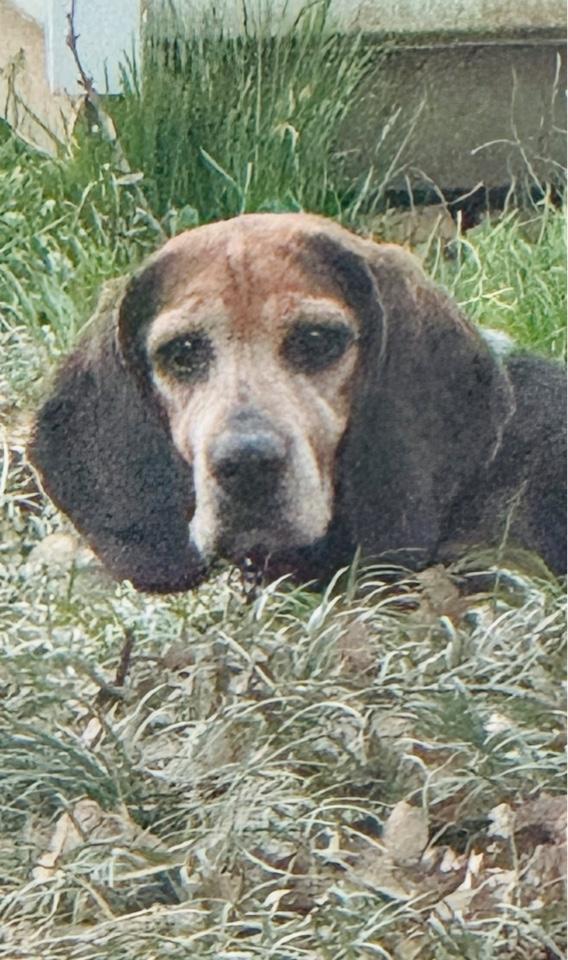 Enlarge Cozy2, a Adoptable Beagle in Lakeland, TN image 3/6