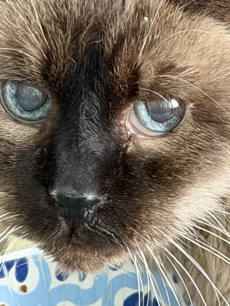 Peppermint and Candy bonded senior pair