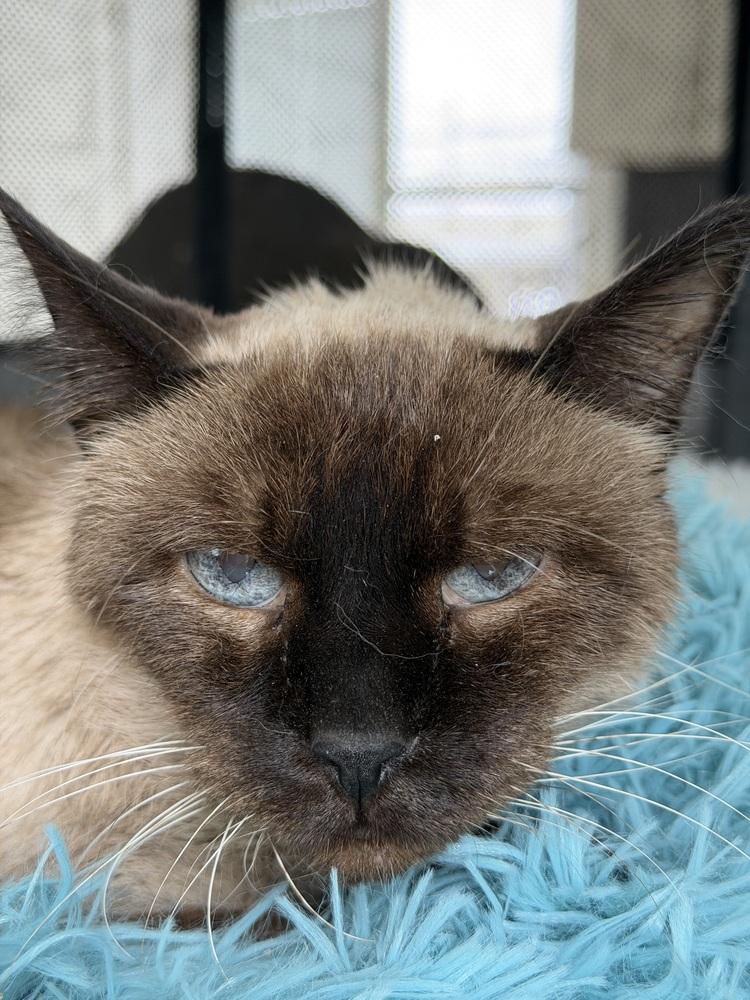 Peppermint and Candy bonded senior pair — thumbnail 3