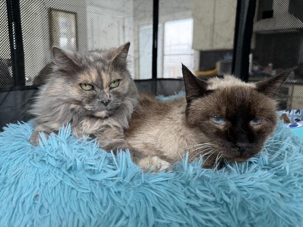 Peppermint and Candy bonded senior pair — thumbnail 4