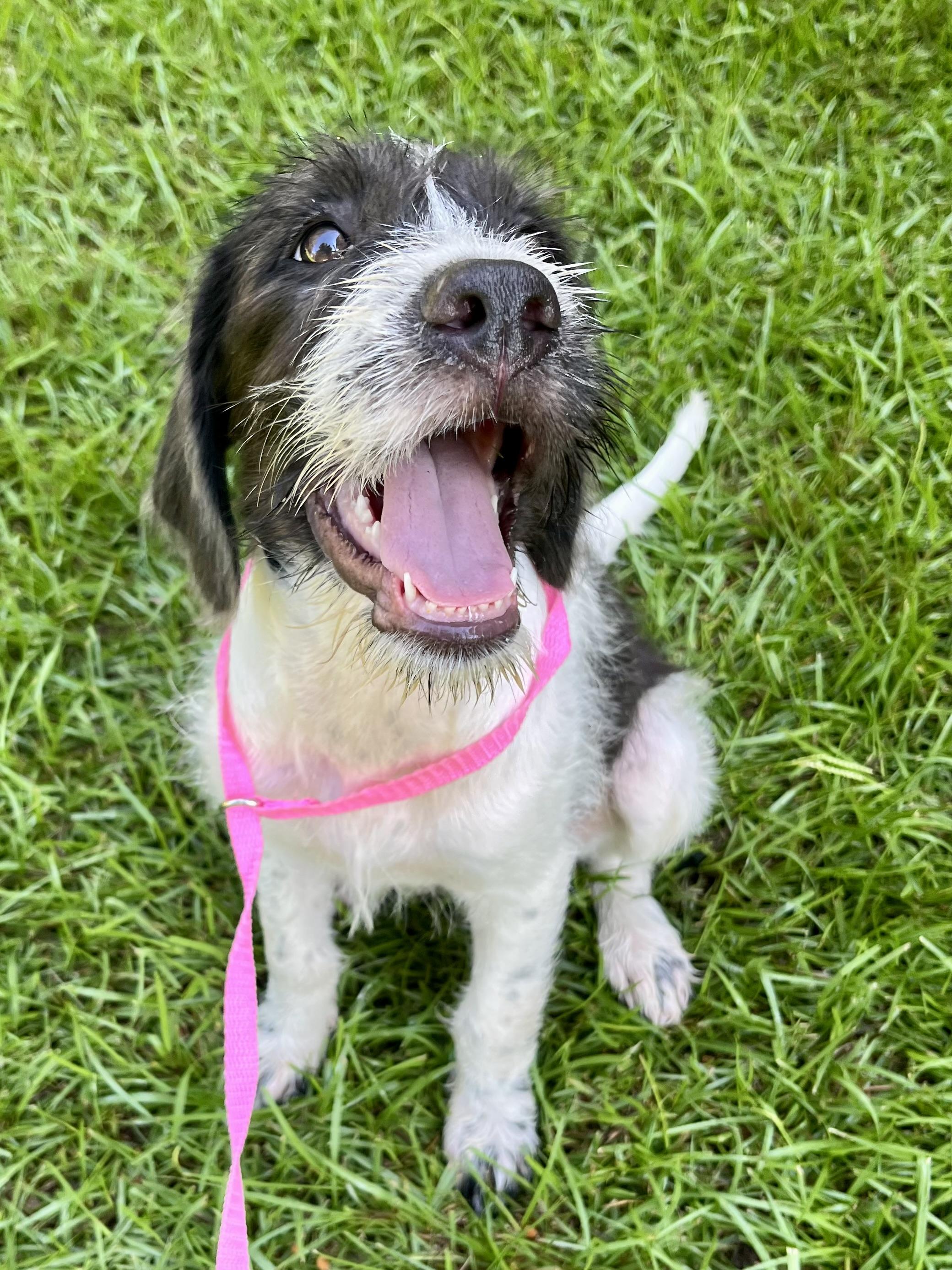 Enlarge Minnie, an adopted mixed breed in Barnwell , SC image 2/6