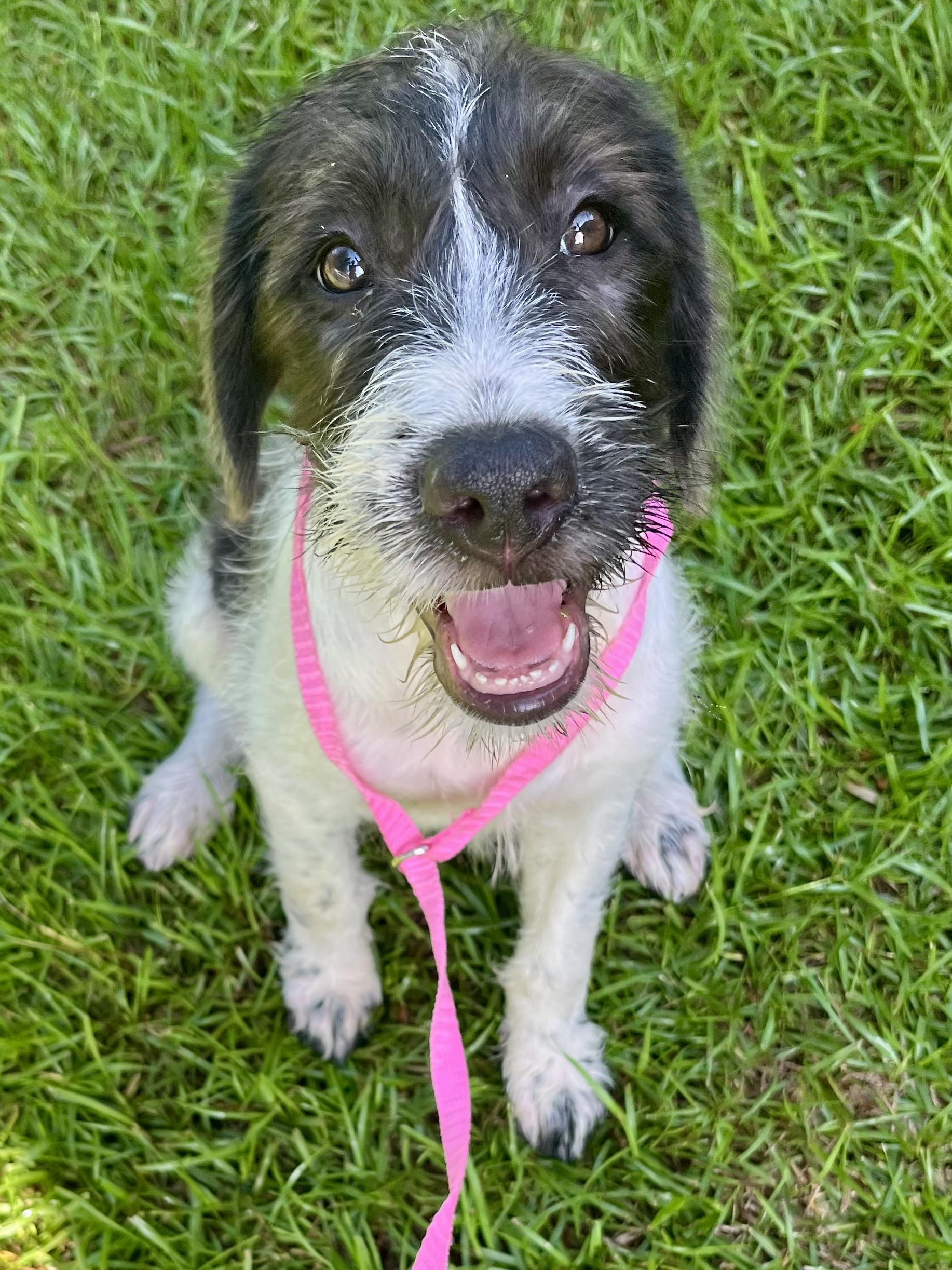 Enlarge Minnie, an adopted mixed breed in Barnwell , SC image 6/6