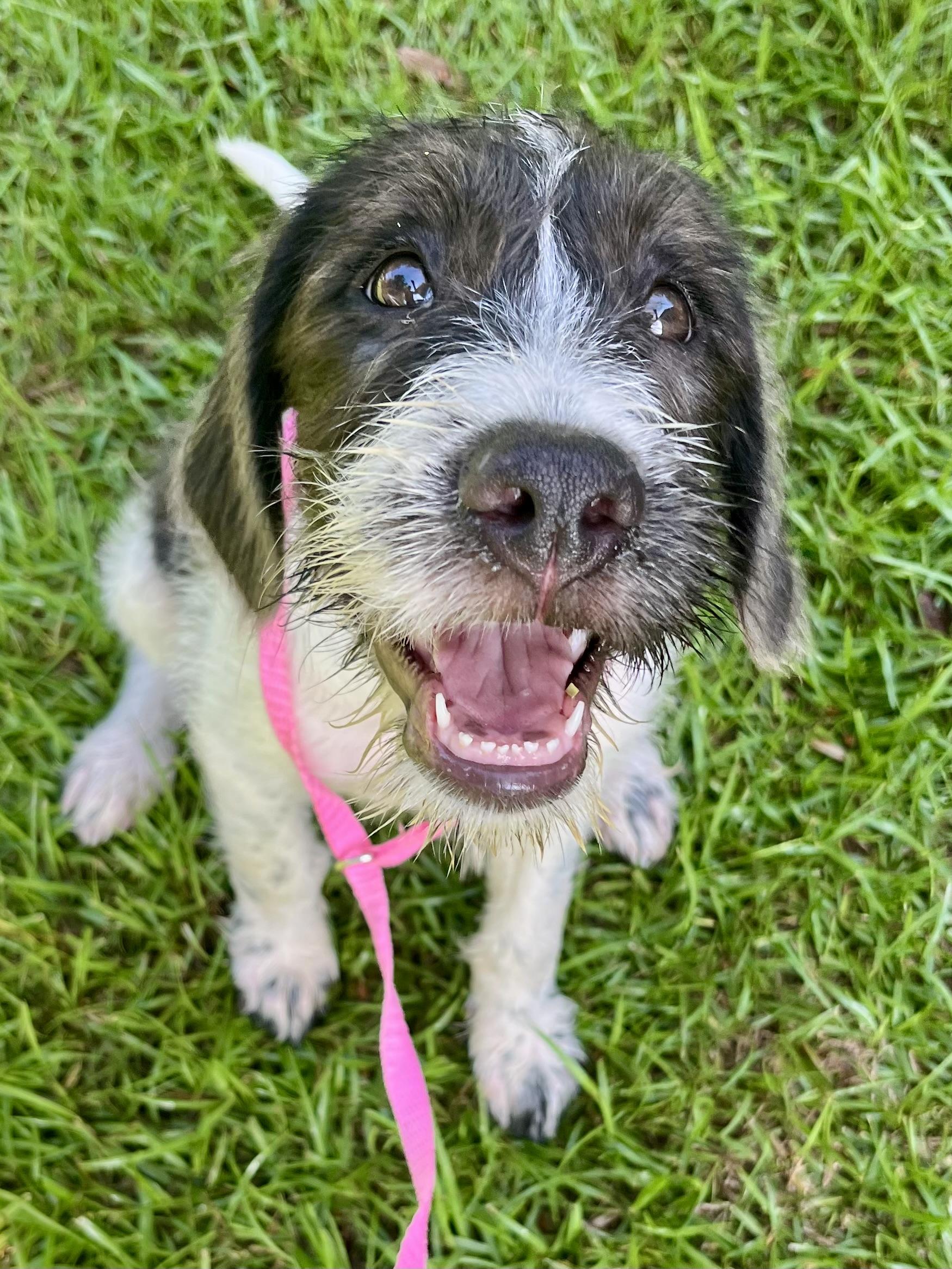 Enlarge Minnie, an adopted mixed breed in Barnwell , SC image 1/6