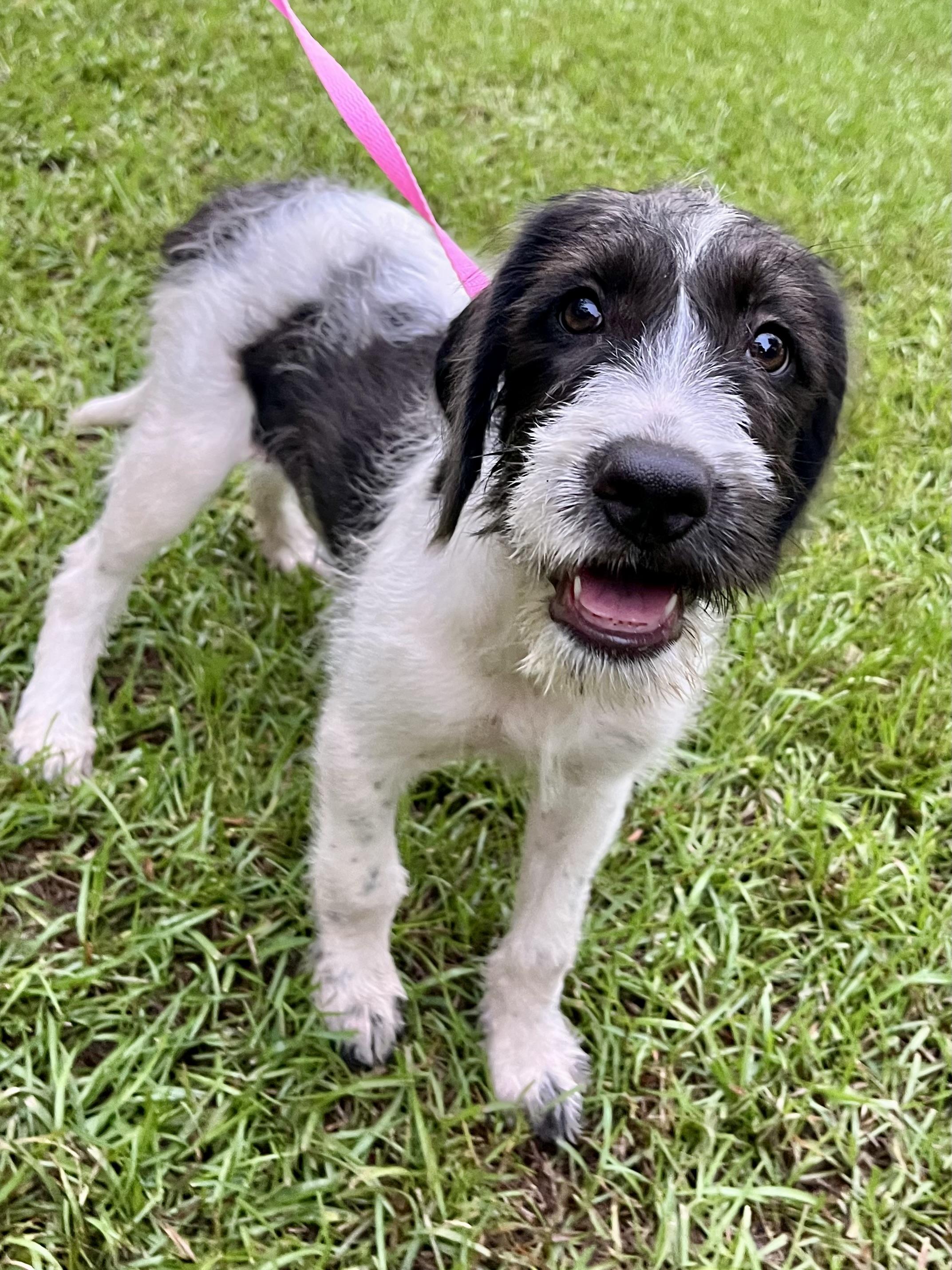 Enlarge Minnie, an adopted mixed breed in Barnwell , SC image 3/6