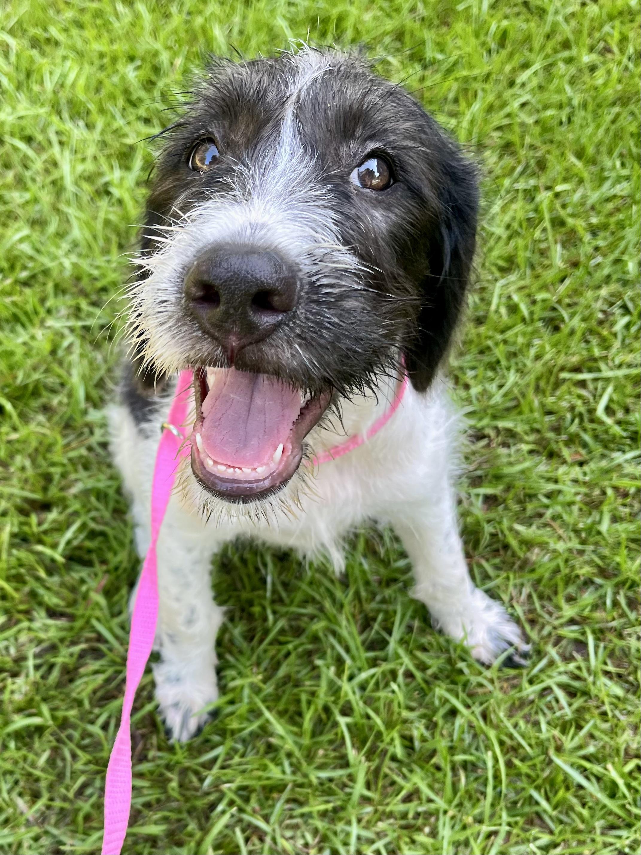 Enlarge Minnie, an adopted mixed breed in Barnwell , SC image 5/6