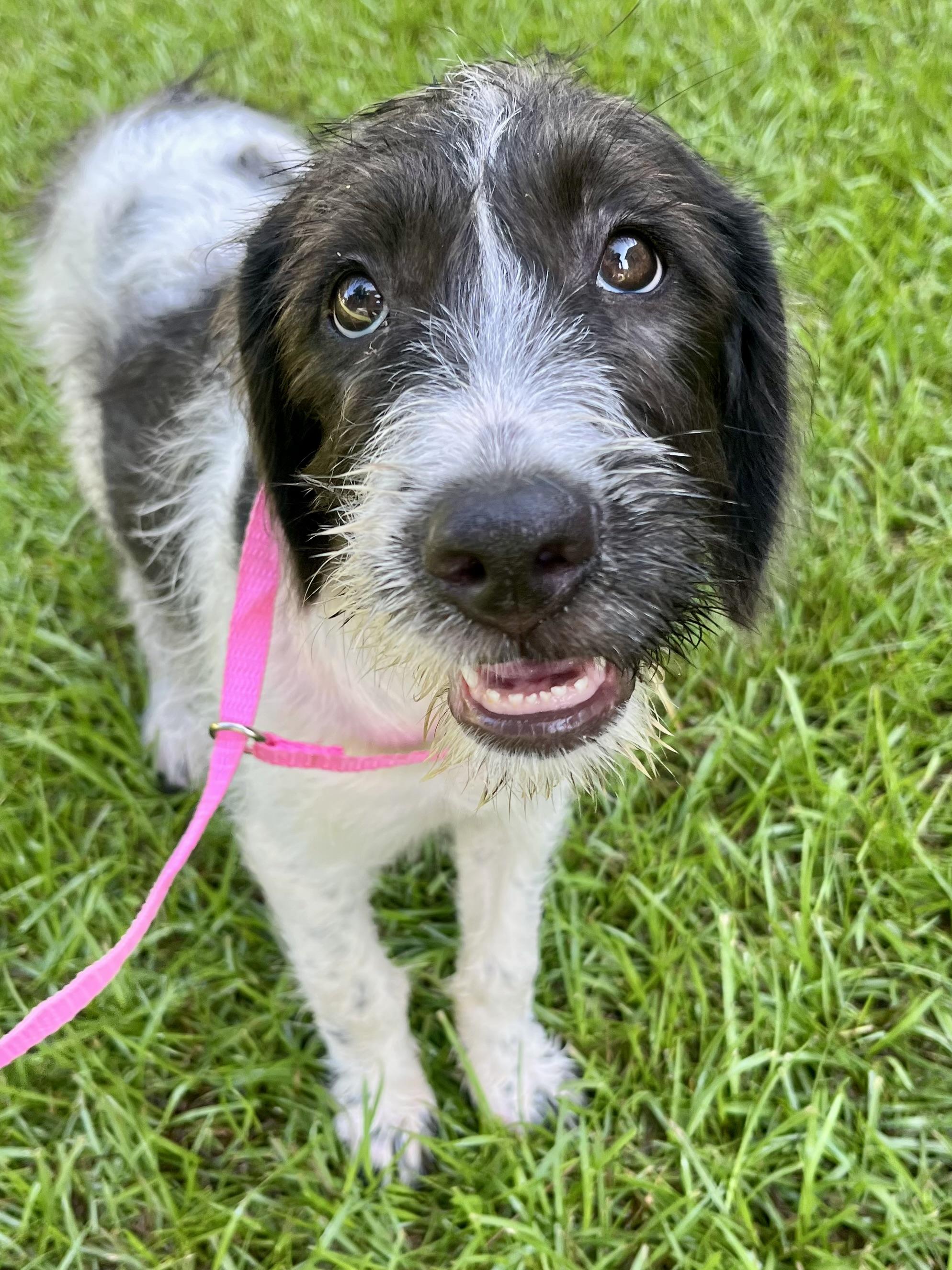 Enlarge Minnie, an adopted mixed breed in Barnwell , SC image 4/6