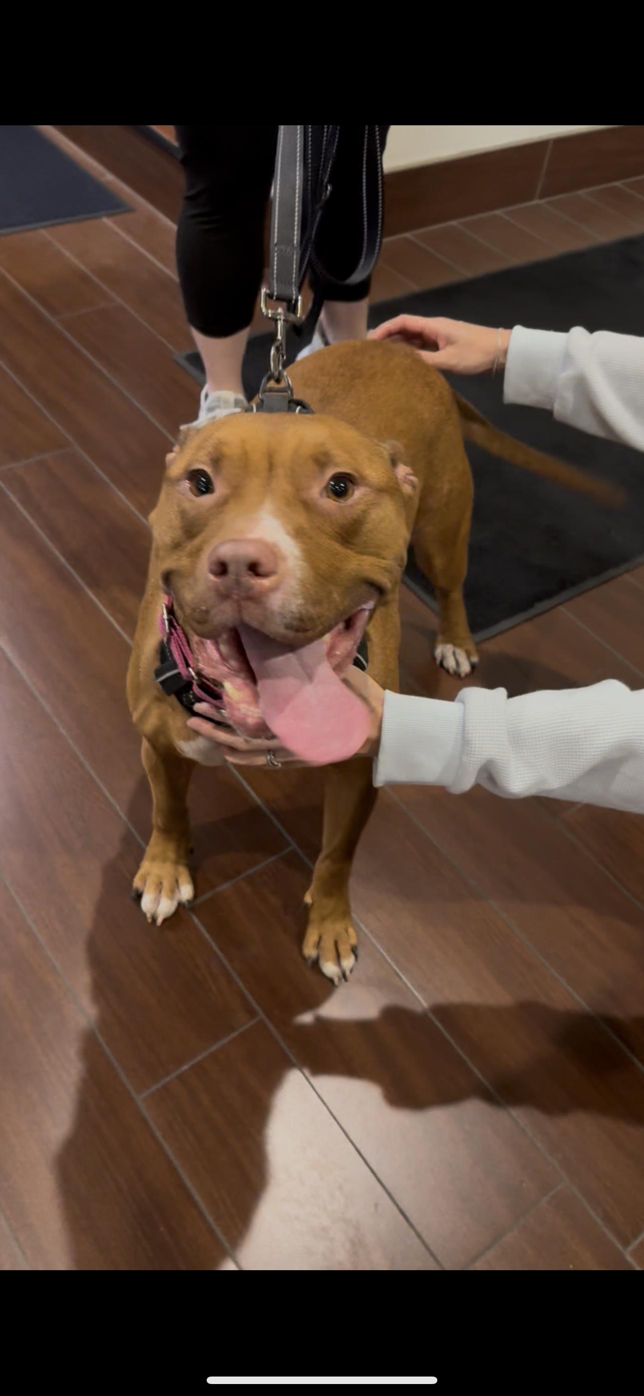 Rosie, a Adoptable mixed breed image 5/6