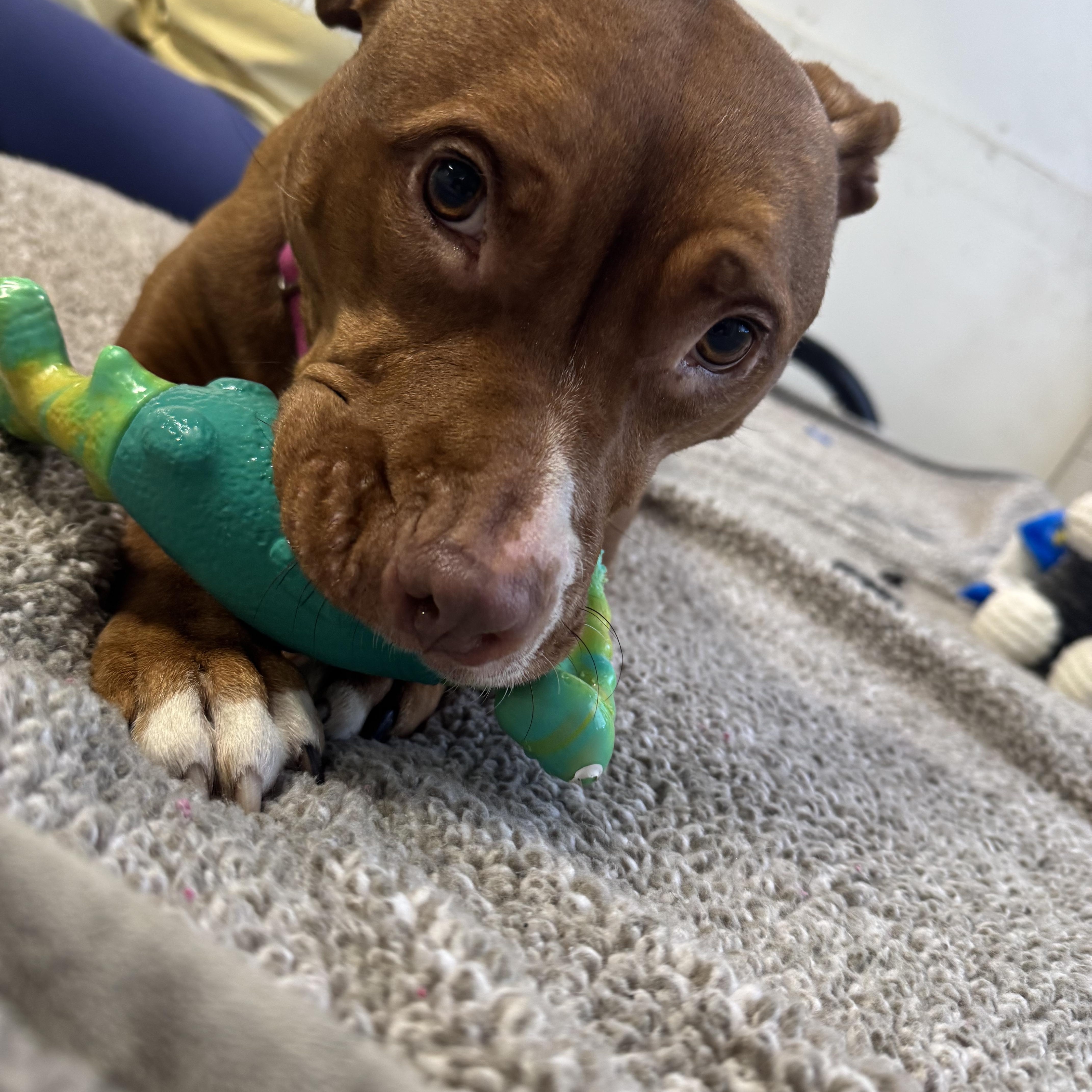 Enlarge Rosie, an adoptable mixed breed in Youngstown, OH image 6/6